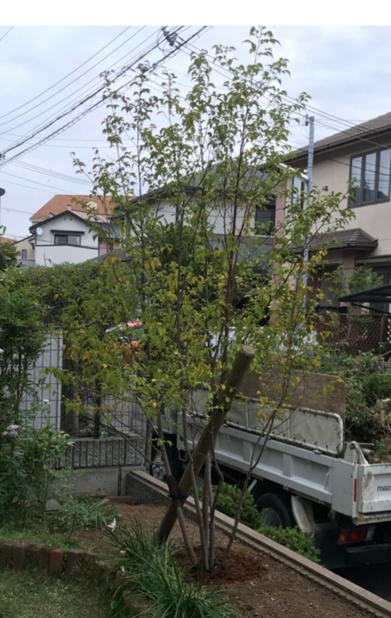 エゴノキ植栽しました ブログ記事 Oh 庭ya おにわや 神戸垂水店